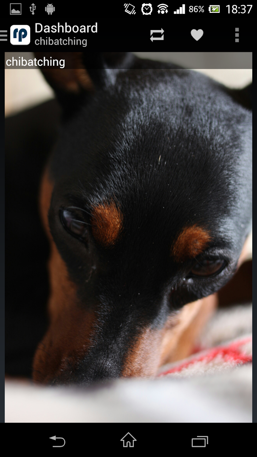 reprintr - Tumblr photo viewer Screen 1