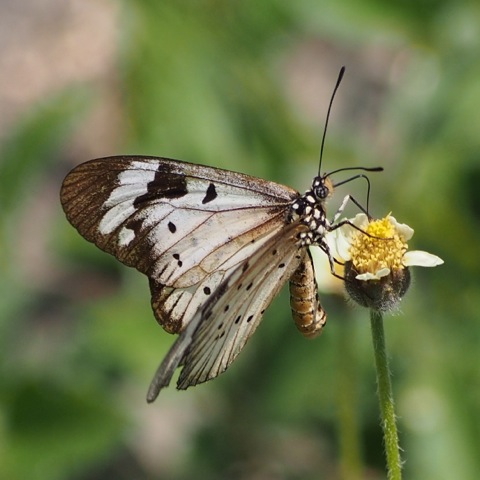 White-barred acraea