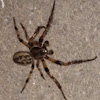 Orb Weaver Spider