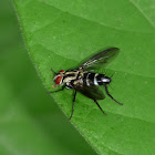 Tachinid fly