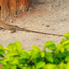 Eastern Garden Lizard