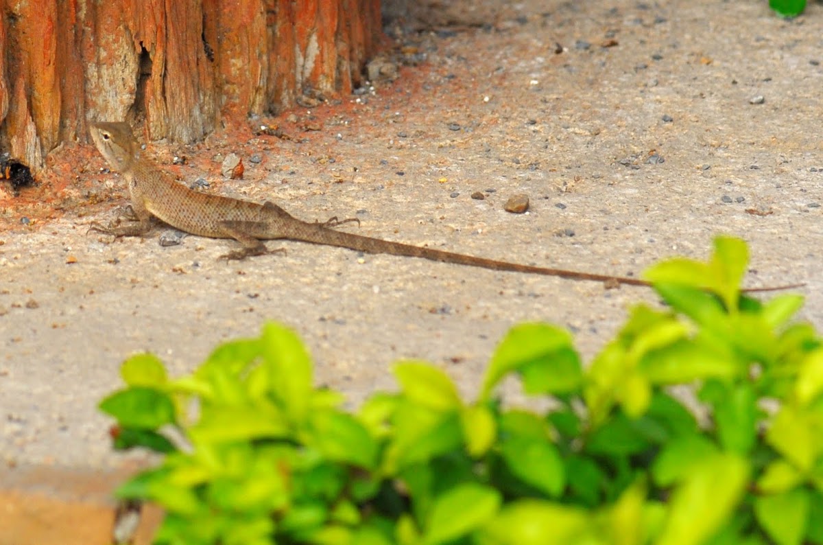 Eastern Garden Lizard