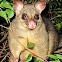 Common Brushtail Possum (adult female)