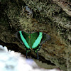 Emerald Swallowtail (Green-banded Peacock)