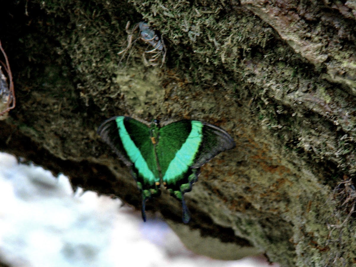 Emerald Swallowtail (Green-banded Peacock)