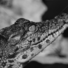 Nile Crocodile by Ross Thornhill - Animals Reptiles