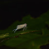 Tiny Bug