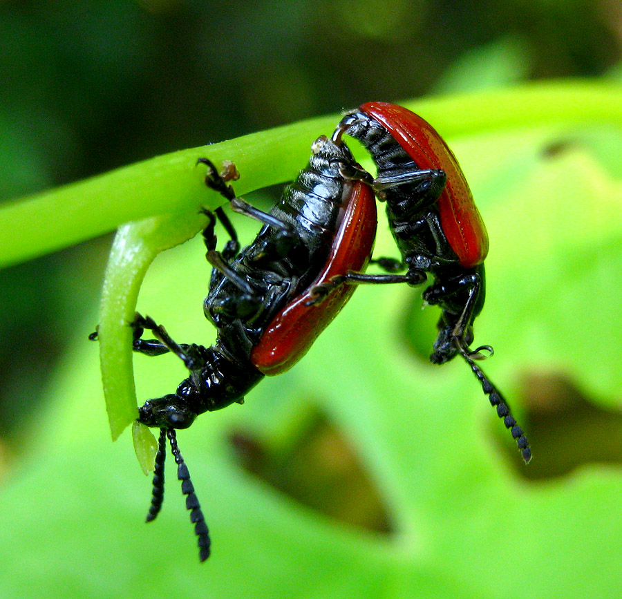Red Leaf Beetles