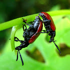 Red Leaf Beetles