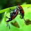Red Leaf Beetles