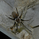 Southern House Spider