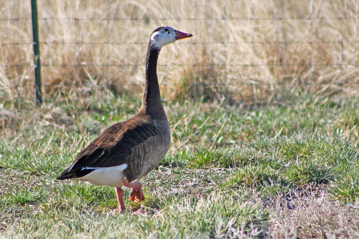 Canada Goose/Domestic Goose hybrid