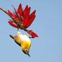 Oriental White-eye and Indian Coral Tree