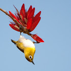 Oriental White-eye and Indian Coral Tree