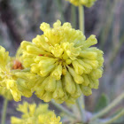 Sulphur Flower