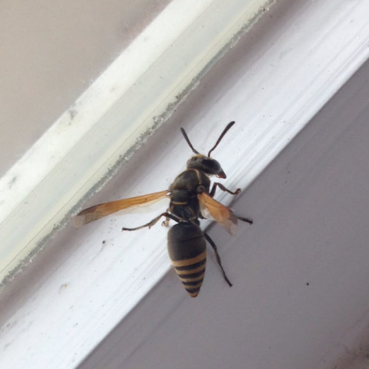 Keyhole Wasp