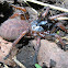 Melbourne trapdoor spider (f)
