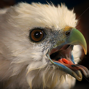 Eagle Head by Ruri Irawan - Animals Birds