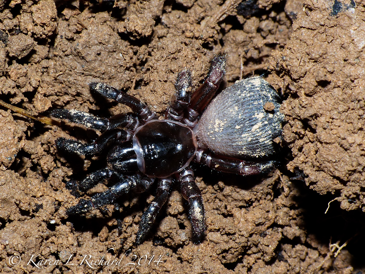 Ravine trap-door spider (juvenile male)