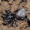 Ravine trap-door spider (juvenile male)