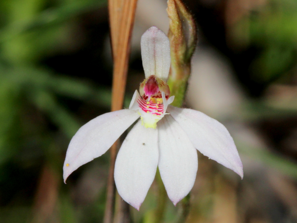 White-fingers orchid