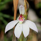 White-fingers orchid