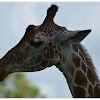 The West African giraffe, Niger giraffe
