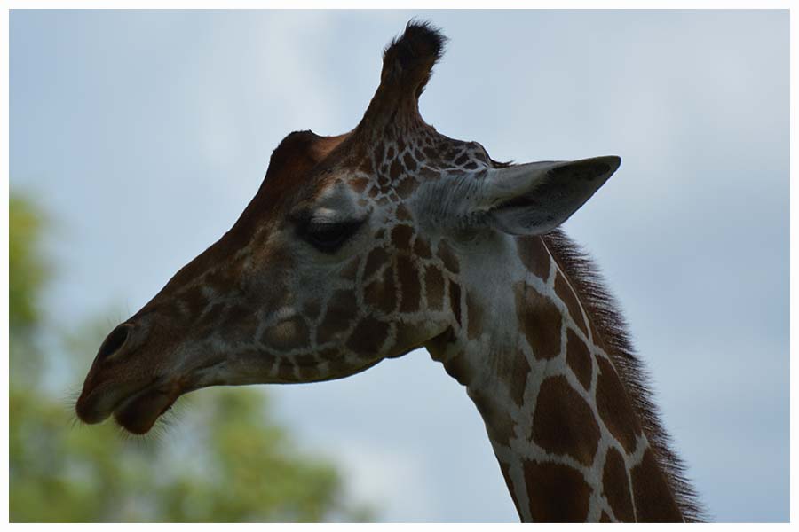 The West African giraffe, Niger giraffe