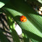 Seven-Spotted Ladybug