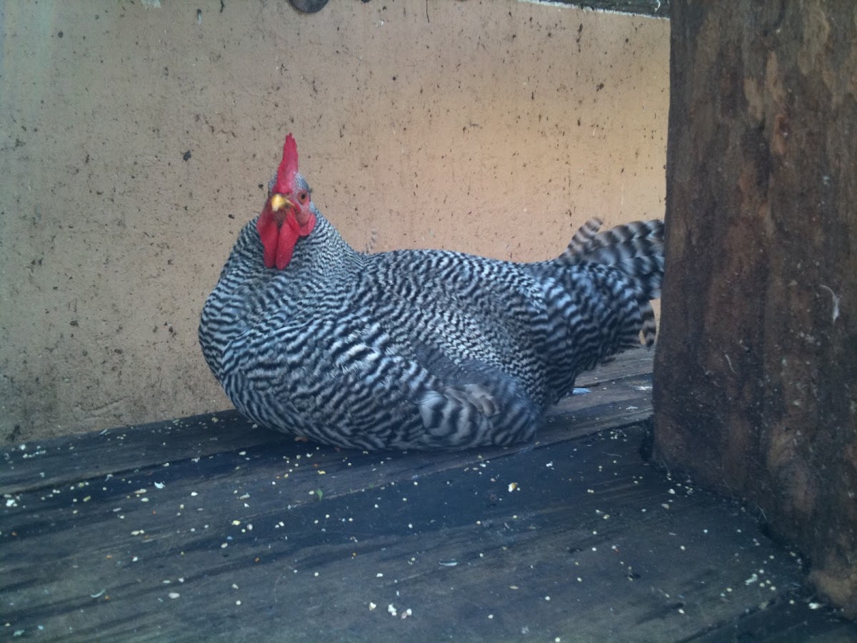 barred rock rooster