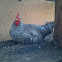 barred rock rooster