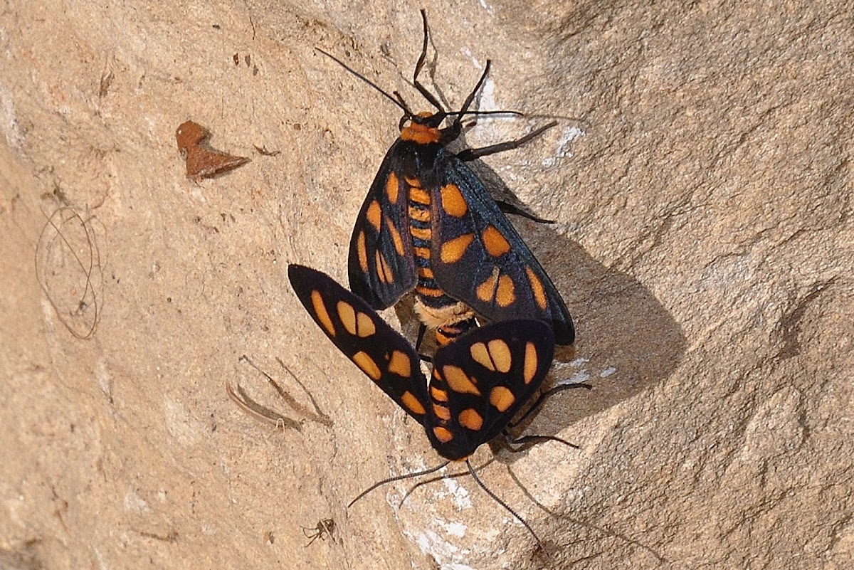 Orange Spotted Tiger Moth