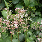 Fairy crassula