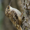 American Tree Creeper (Brown Creeper)