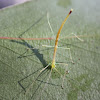 Stick insect drinking