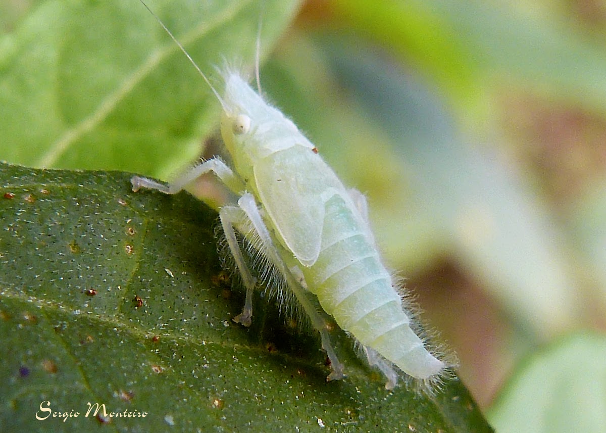 Leafhopper nymph