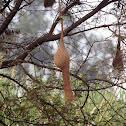 Weaver Bird's Nest