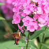 Clearwing humming-bird moth