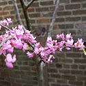 Peach tree blossom 