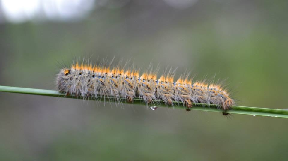 Grass eggar caterpillar