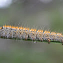 Grass eggar caterpillar