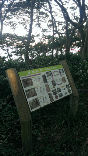 雄島の森(森と看板)