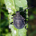 Brown Marmorated Stink Bug Nymph