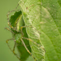 Green lynx spider