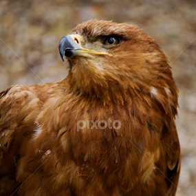 Tawny Eagle Profile by Nikki Wilson - Animals Birds
