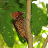 Chestnut-coloured Woodpecker (female)