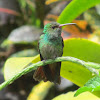 Rufous-tailed Hummingbird