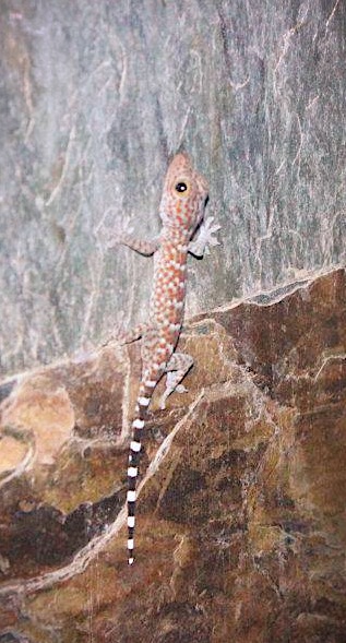 speckled tree gecko