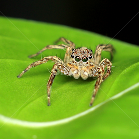 by Ayang Julieana Mohamed - Animals Insects & Spiders
