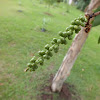 Paperbark Tree